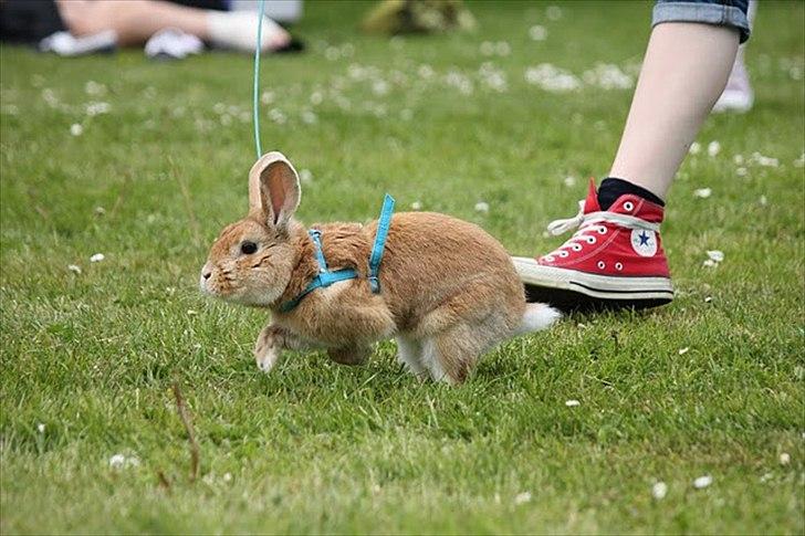 Kanin Shine my Sonny - Min lille hund :D hopstævne i farum, let kroget. Han hoppede 1*0 og fik pind :) <3  billede 17