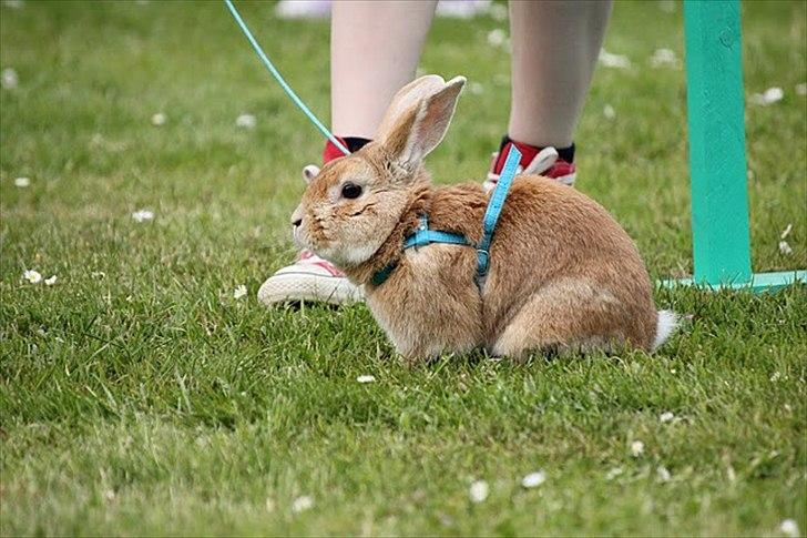 Kanin Shine my Sonny - hopstævne i farum, let kroget. Han hoppede 1*0 og fik pind :) <3 billede 18