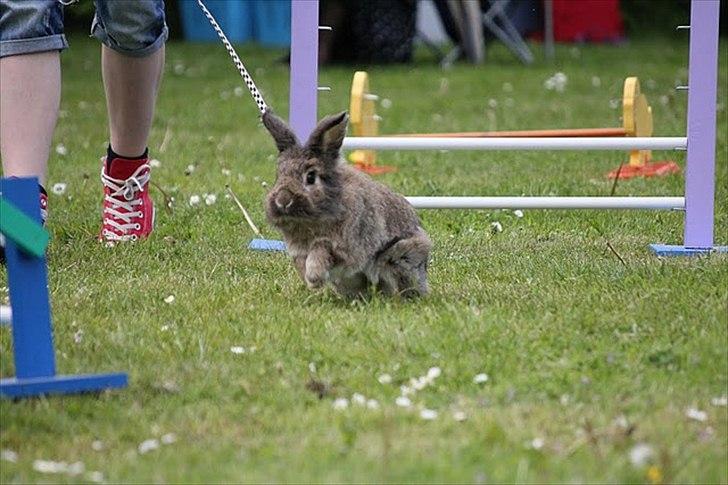 Kanin Mr. Julius - Hopstævne i farum :)  billede 18