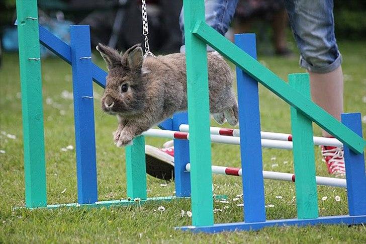 Kanin Mr. Julius - Hopstævne i farum :)  billede 1