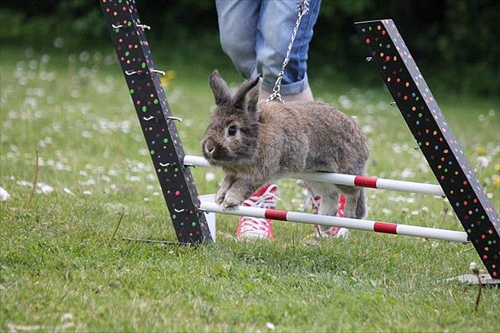 Kanin Mr. Julius - Hopstævne i farum :)  billede 19