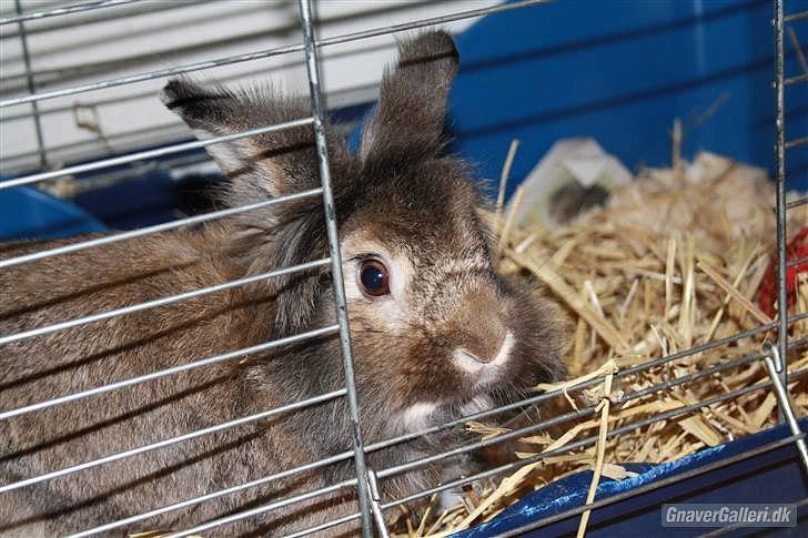 Kanin Mr. Julius - Foto; Maria <3 billede 20