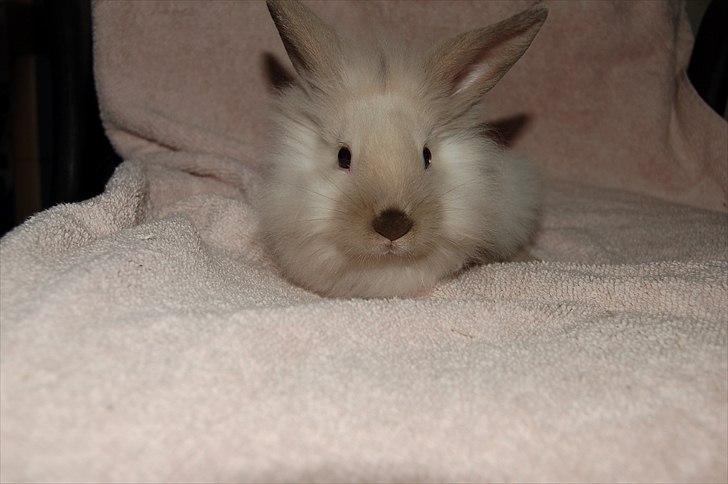 Kanin Traffic Jam billede 1