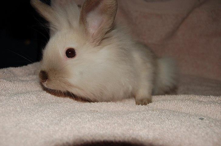 Kanin Traffic Jam billede 2