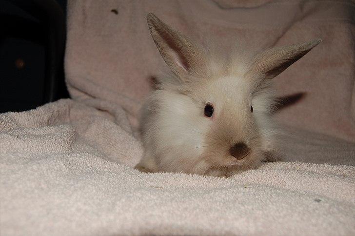 Kanin Traffic Jam billede 3