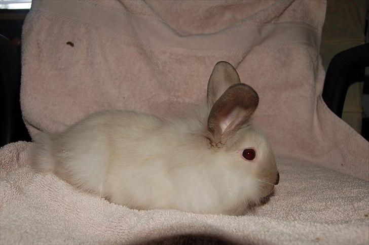 Kanin Traffic Jam billede 4