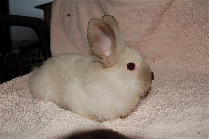 Kanin Traffic Jam billede 5