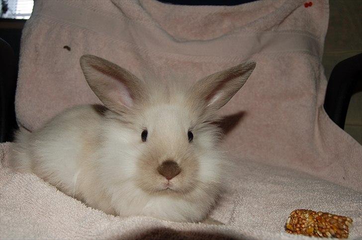 Kanin Traffic Jam billede 6