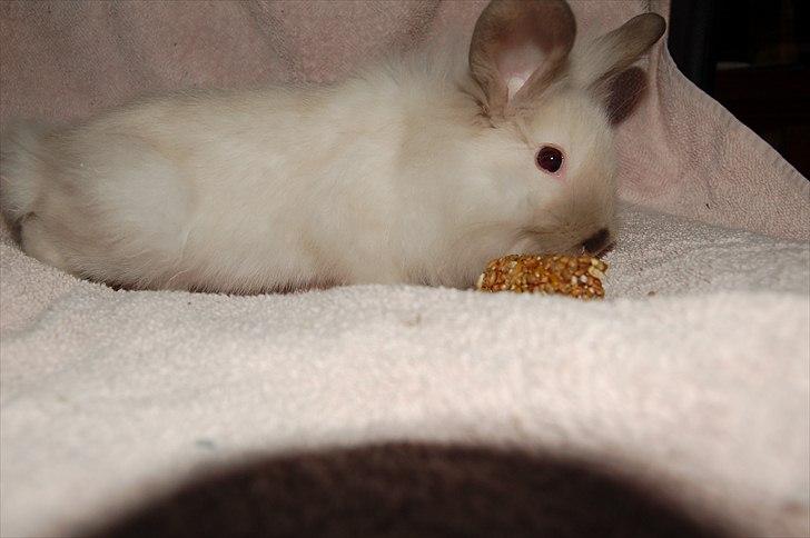 Kanin Traffic Jam billede 7