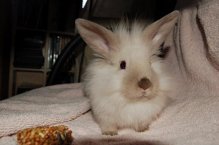 Kanin Traffic Jam billede 8