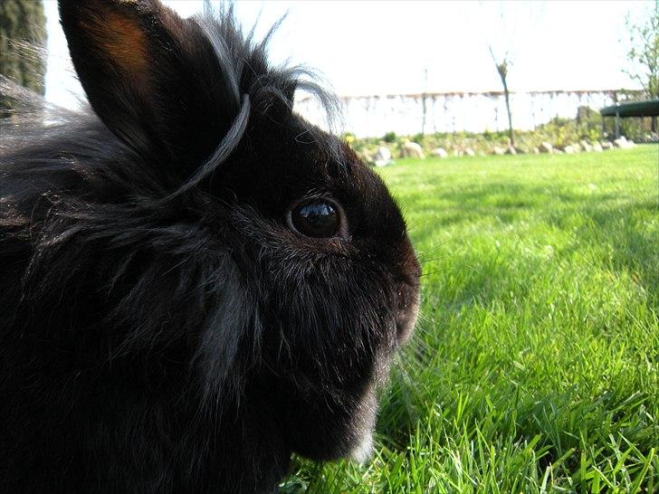 Kanin Soeky - Velkommen til min dejlige kanin Soeky´s profil;D smid en kommentar;D  billede 1