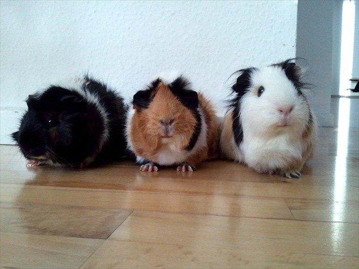 Marsvin Saga - smiiil til fotografen.. billede 13