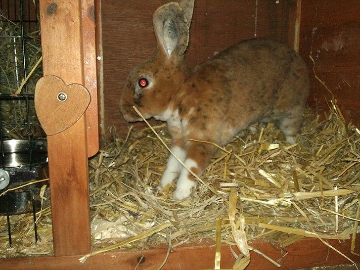 Kanin Jazz (rex) billede 5