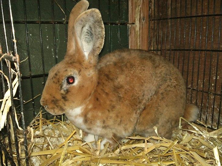 Kanin Jazz (rex) billede 6