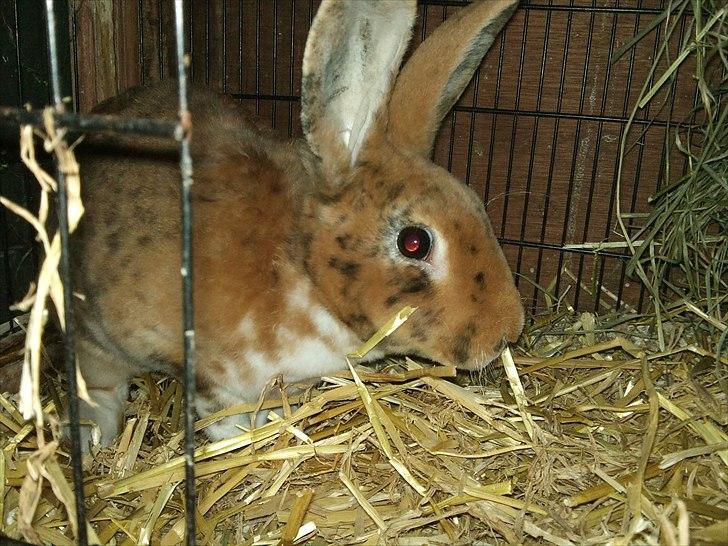 Kanin Jazz (rex) billede 7