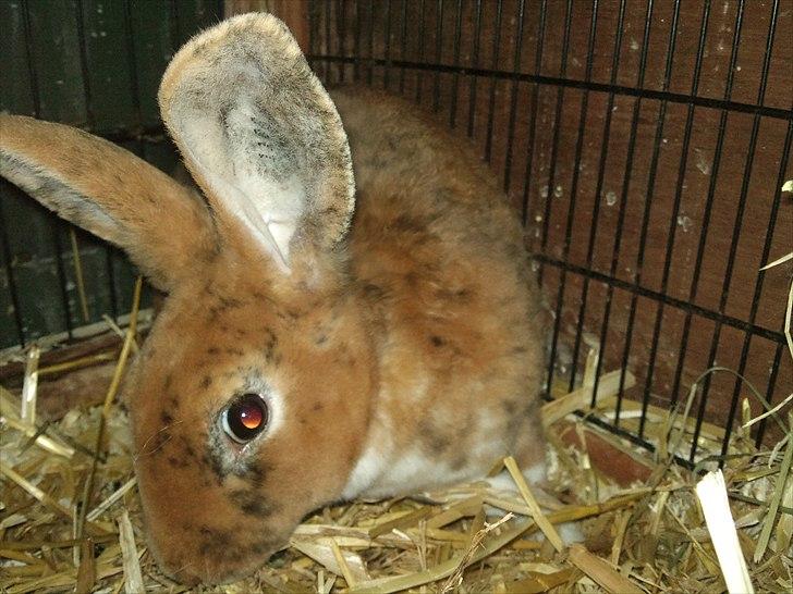 Kanin Jazz (rex) billede 9