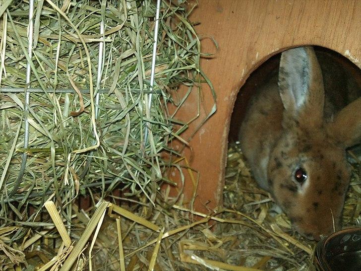 Kanin Jazz (rex) billede 10