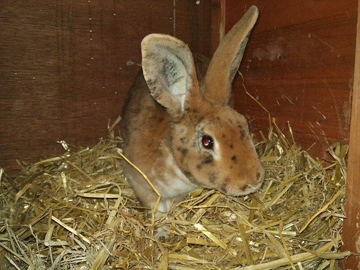 Kanin Jazz (rex) billede 15