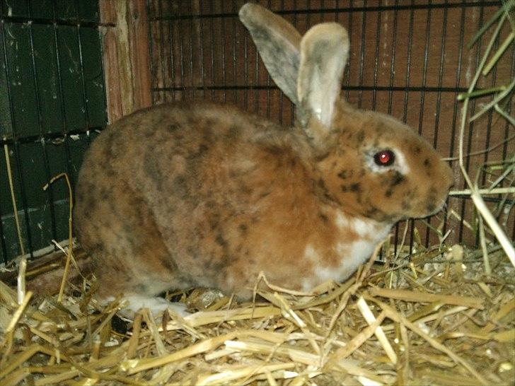 Kanin Jazz (rex) billede 11