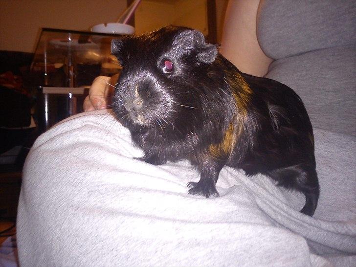 Marsvin Gucci - Velkommen til lømlen Gucci (: billede 1