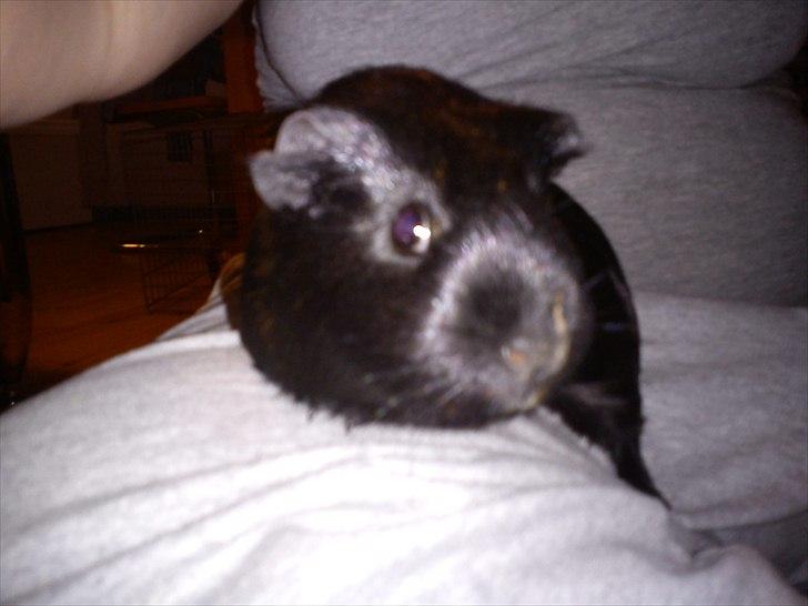 Marsvin Gucci billede 2