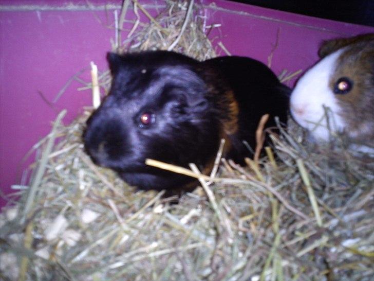 Marsvin Gucci billede 3