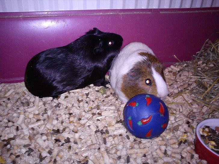 Marsvin Gucci billede 4