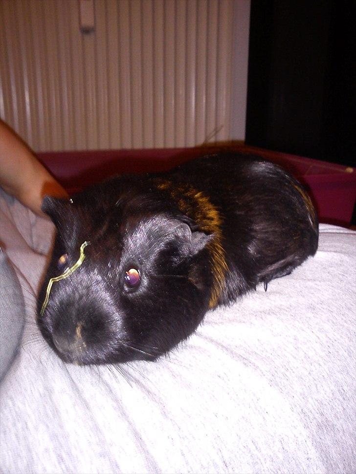 Marsvin Gucci billede 5