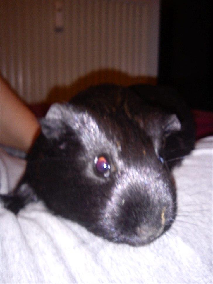 Marsvin Gucci billede 6