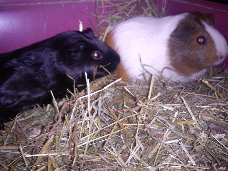 Marsvin Gucci billede 7