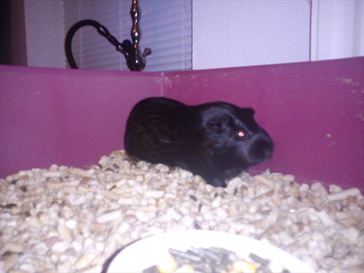 Marsvin Gucci billede 8