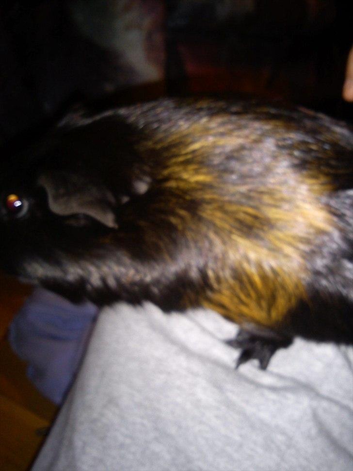 Marsvin Gucci billede 9