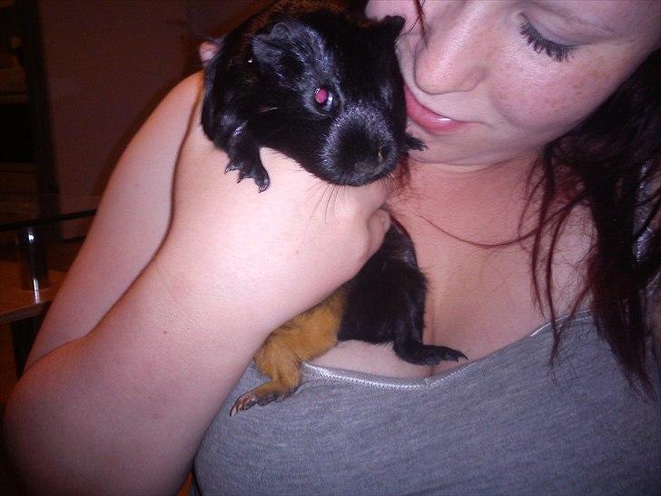 Marsvin Gucci billede 10