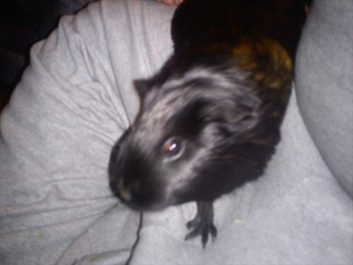 Marsvin Gucci billede 11