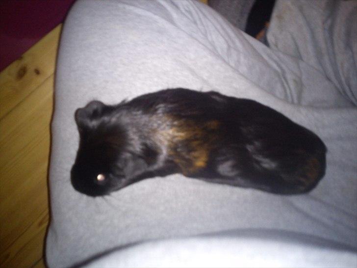 Marsvin Gucci billede 12