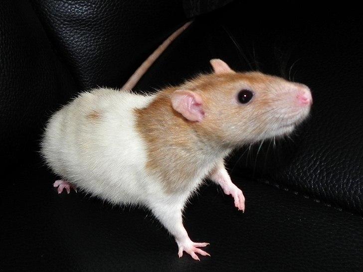 Tamrotte Anastachia billede 1