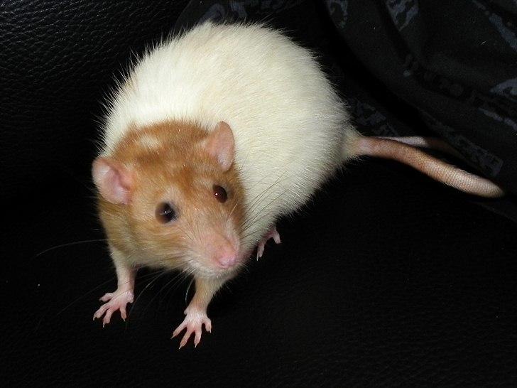 Tamrotte Anastachia billede 2