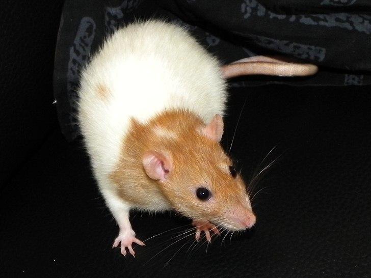 Tamrotte Anastachia billede 3