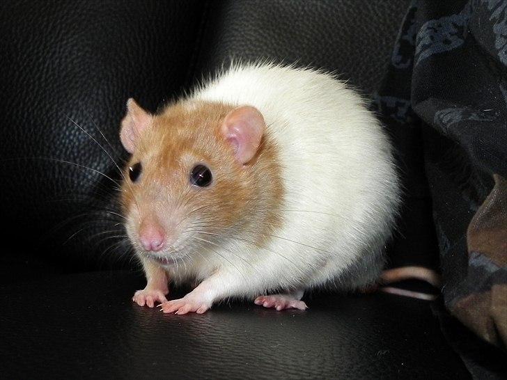 Tamrotte Anastachia billede 4