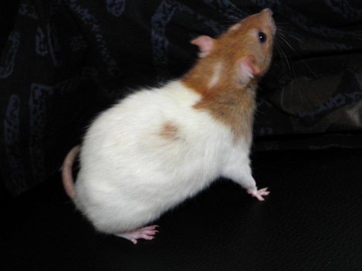 Tamrotte Anastachia billede 5