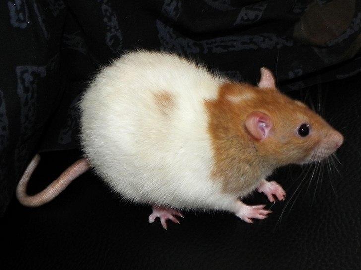 Tamrotte Anastachia billede 6