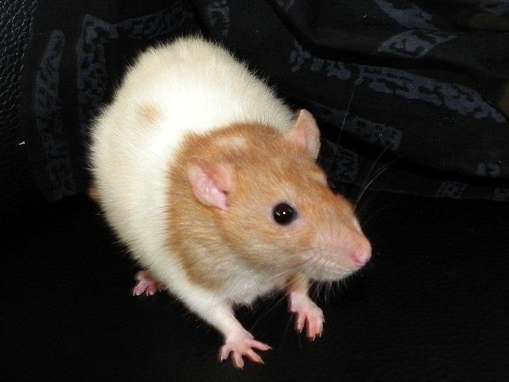 Tamrotte Anastachia billede 7