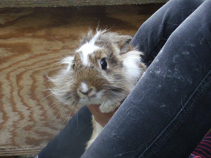 Kanin Unica - Tittebøh! <3 billede 5