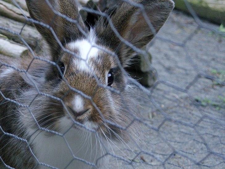 Kanin Unica - Undskyld nettet :) billede 8