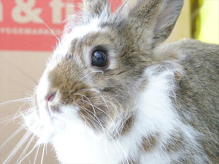 Kanin Unica - Velkommen! xD billede 1