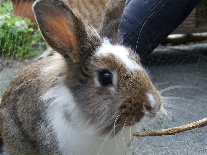 Kanin Unica billede 9