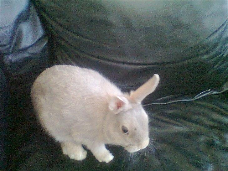 Kanin Simba billede 1