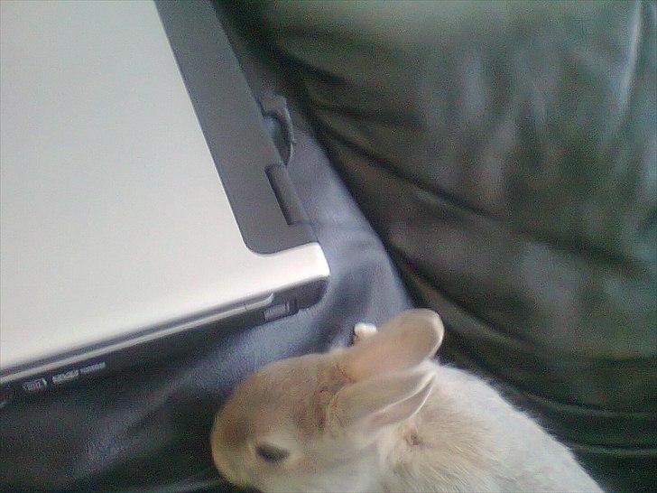 Kanin Simba billede 2