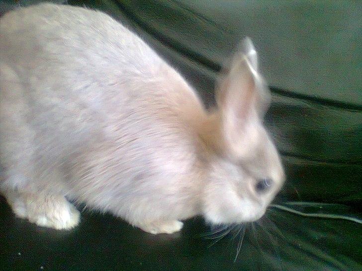 Kanin Simba billede 3