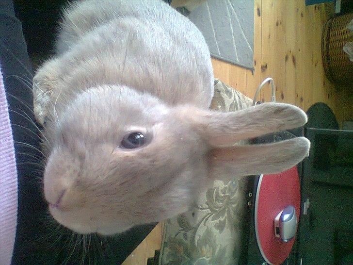 Kanin Simba billede 4